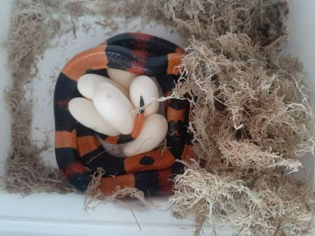 Lampropeltis polyzonata campbelli